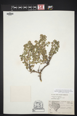 Ageratina wrightii image