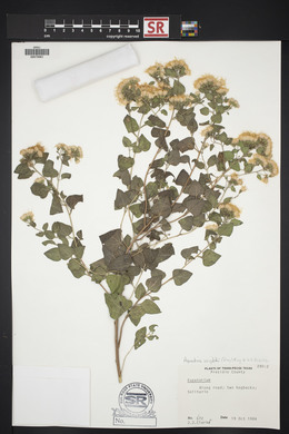 Ageratina wrightii image