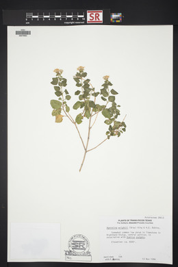 Ageratina wrightii image