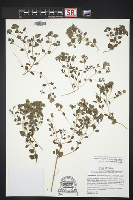 Ageratina wrightii image