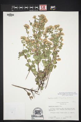 Ageratina wrightii image