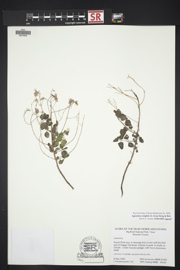 Ageratina wrightii image