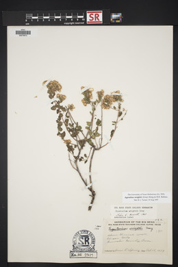 Ageratina wrightii image