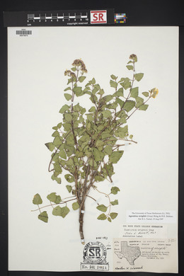 Ageratina wrightii image