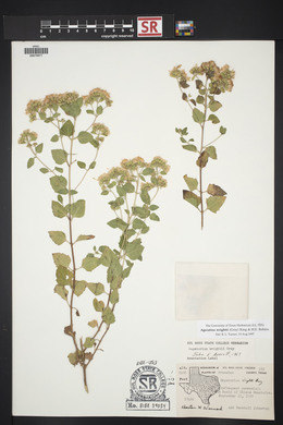 Ageratina wrightii image