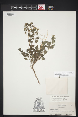 Ageratina wrightii image