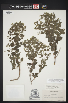 Ageratina wrightii image