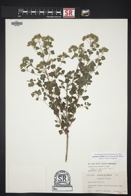 Ageratina wrightii image