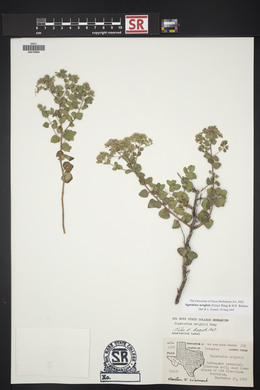 Ageratina wrightii image