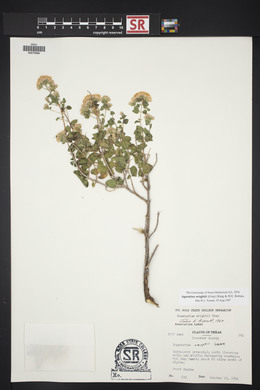 Ageratina wrightii image