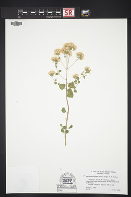 Ageratina wrightii image