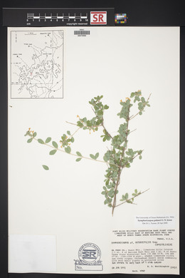 Symphoricarpos palmeri image