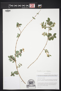 Symphoricarpos palmeri image