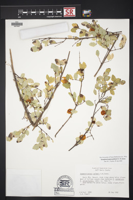 Symphoricarpos palmeri image