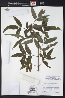 Sambucus nigra image