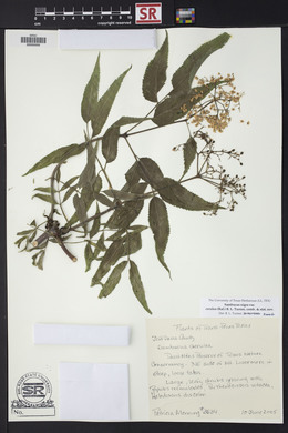 Sambucus cerulea image