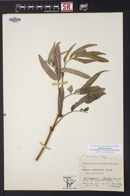 Sambucus cerulea image