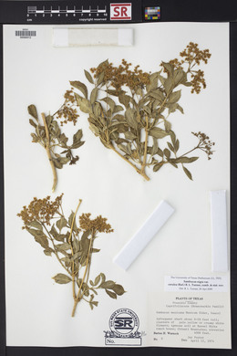 Sambucus cerulea image