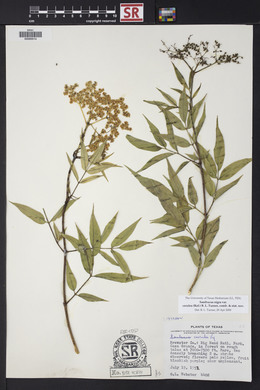 Sambucus nigra image