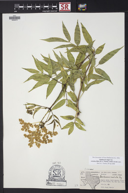 Sambucus nigra image