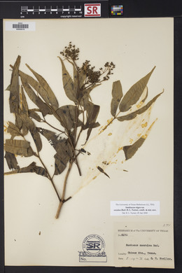 Sambucus nigra image