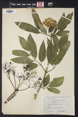 Sambucus cerulea image