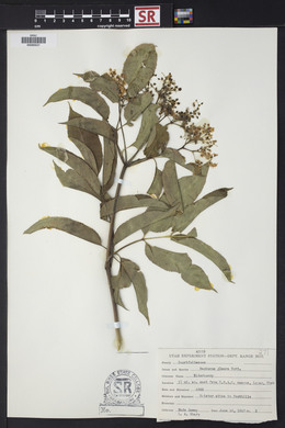 Sambucus cerulea image