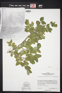 Symphoricarpos rotundifolius image