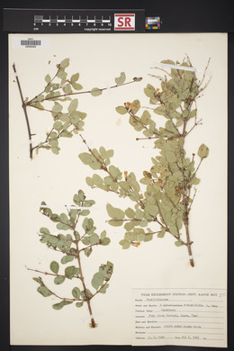 Symphoricarpos rotundifolius image