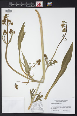 Valeriana edulis image