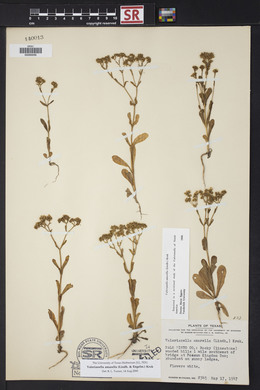 Valerianella amarella image