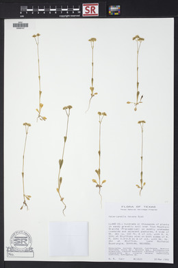 Valerianella texana image