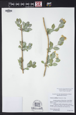 Lonicera albiflora image