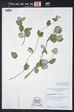 Lonicera albiflora image