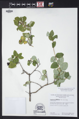 Lonicera albiflora image