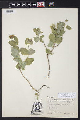 Lonicera albiflora image