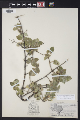 Lonicera albiflora image