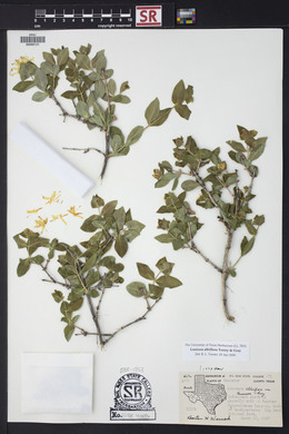 Lonicera albiflora image