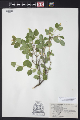 Lonicera albiflora image