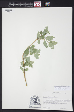 Lonicera albiflora image