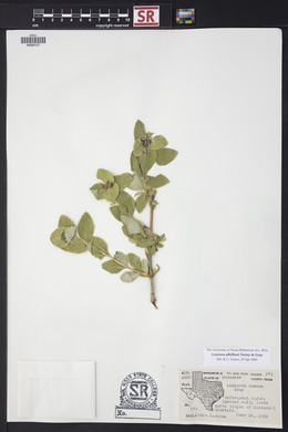 Lonicera albiflora image