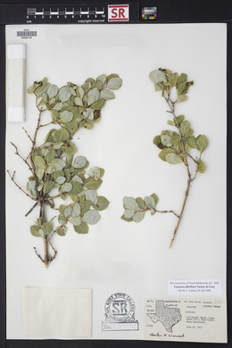 Lonicera albiflora image