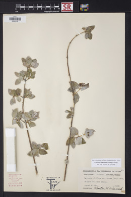 Lonicera albiflora image