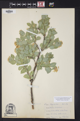 Lonicera albiflora image