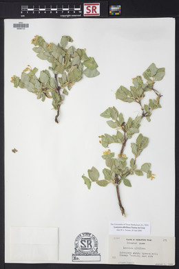 Lonicera albiflora image