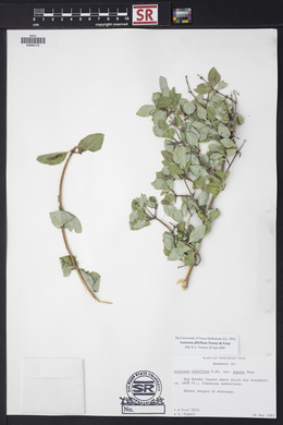 Lonicera albiflora image