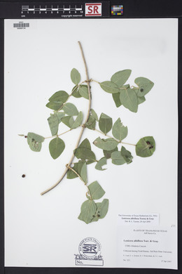 Lonicera albiflora image