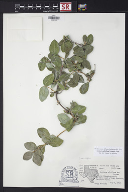 Lonicera albiflora image