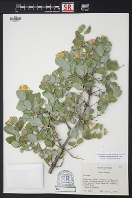 Lonicera albiflora image