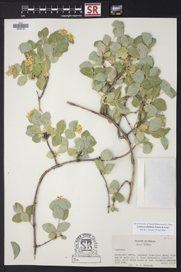 Lonicera albiflora image